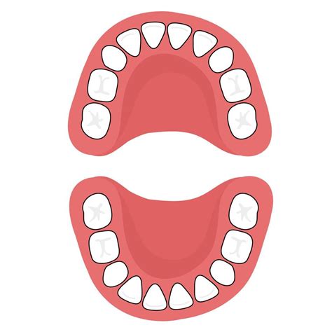 A baby's 20 primary teeth. 6715311 Vector Art at Vecteezy