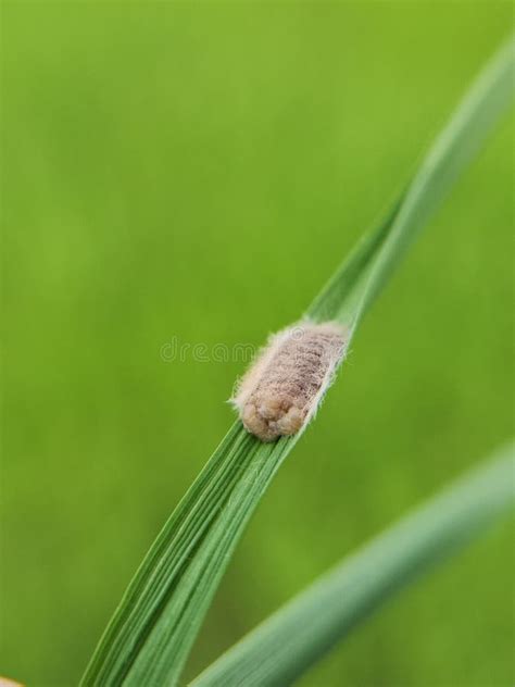 Inside of Rice Stem Borer Egg Mass Was Lay on Rice Leaf . Stock Image ...