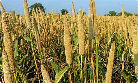 Millet Benefits | Food For Life | Grain and Seed Guide