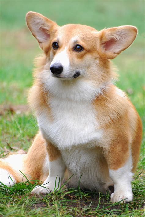 Pembroke Welsh Corgis Info, Facts, Temperament, Puppies, Pictures