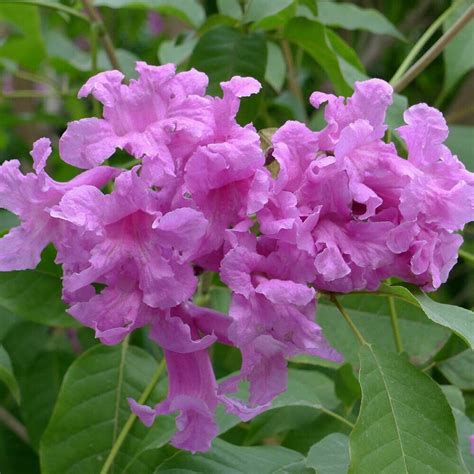 Tabebuia Rosea Lapacho Guayacan Pink Trumpet Tree 20 Seeds - Etsy