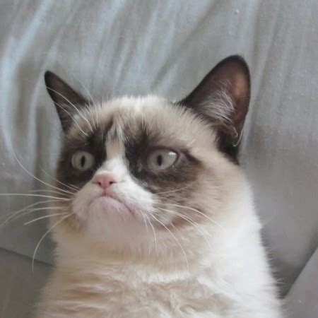 How Grumpy Cat Is Purrfect At Copywriting | Express Writers