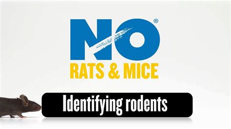 Identifying Rodents - YouTube