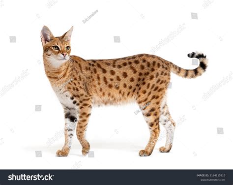 1,208 Serval Hybrid Images, Stock Photos & Vectors | Shutterstock