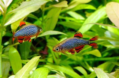 Celestial Pearl Danio Habitat, Behaviour and Breeding Information - In ...