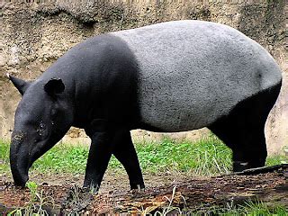 Malayan Tapir