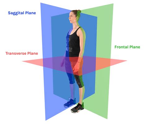 Anatomical Planes - Tom Morrison