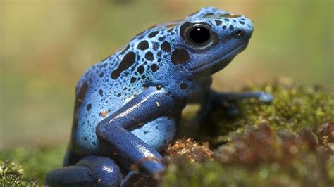 Poison dart frogs: Facts about these deadly amphibians | Live Science