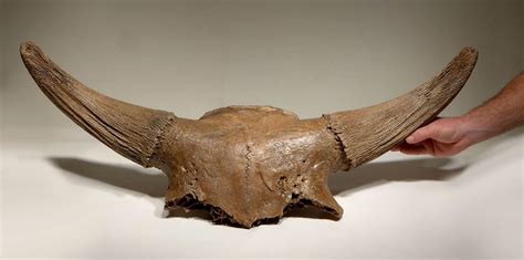 For Sale: A Bison's Skull Straight From the Ice Age - Atlas Obscura