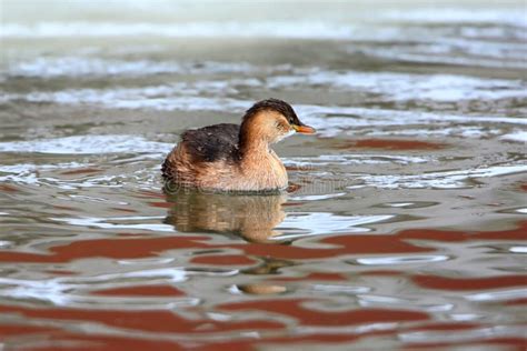 Little Grebe in Winter Plumage Floats Stock Photo - Image of wildlife ...