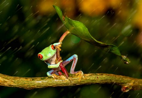 Amphibian Close Up Frog Leaf Rain Tree Frog Wildlife Wallpaper ...