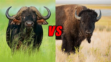 Bison vs Buffalo. The Bison: A True Local Canadian - Papa Earth