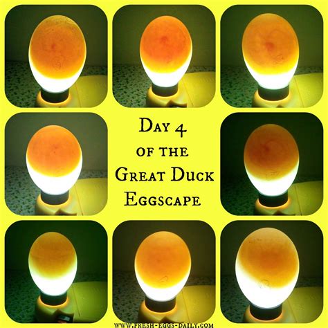 The Great Eggscape Too - Hatching Duck Eggs | Fresh Eggs Daily®