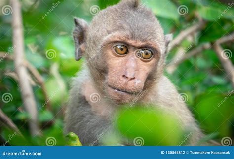 The Behavior of Monkeys Every Day Varies. Stock Photo - Image of ...