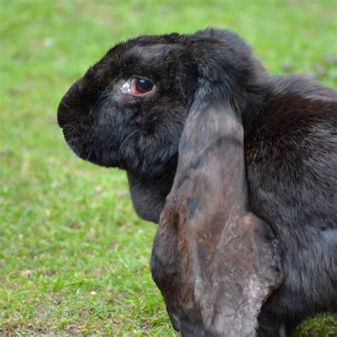 Names For Black Rabbits - 436 Black Bunny Names.