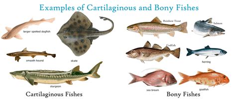 Cartilaginous Fish and Bony Fish Examples – GKToday