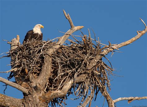 Eagle Bird Nest | www.pixshark.com - Images Galleries With A Bite!