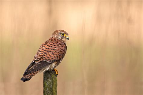 Female Common Kestrel Photograph by Rob Olivier - Pixels