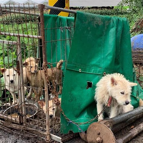 The Dog Meat Trade - Ruff Start Rescue