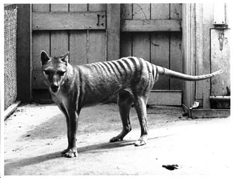 Thylacine, also known as the "Tasmanian Tiger"--extinct in 1936 : r/pics