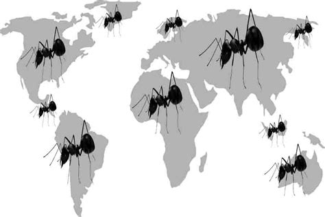 Ant Habitats & Geography: Where Do Ants Live? (6 Continents)