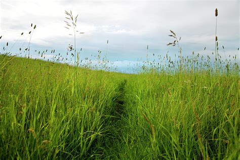 Path Cut Through Field Of Tall Grass by Lori Andrews