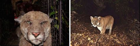 You Need To See These Adorable Mountain Lion Kittens Just Born In L.A.