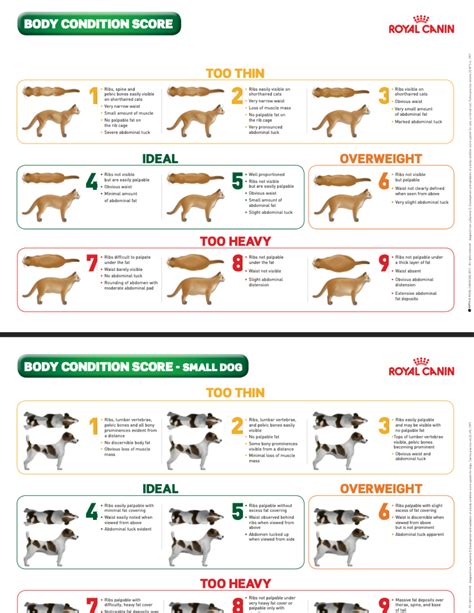 Body Condition Score Chart - HIGHlands Veterinary Hospital