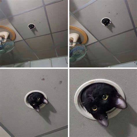 Ceiling Cat Is Watching You Meme | Shelly Lighting