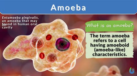 Top 148+ Amoeba animal cell - Merkantilaklubben.org