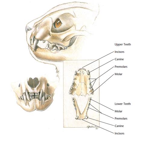 Hills Pet Nutrition | VetCheck Cat Skull Anatomical Diagram