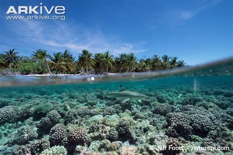 Blacktip Reef Shark - Habitat