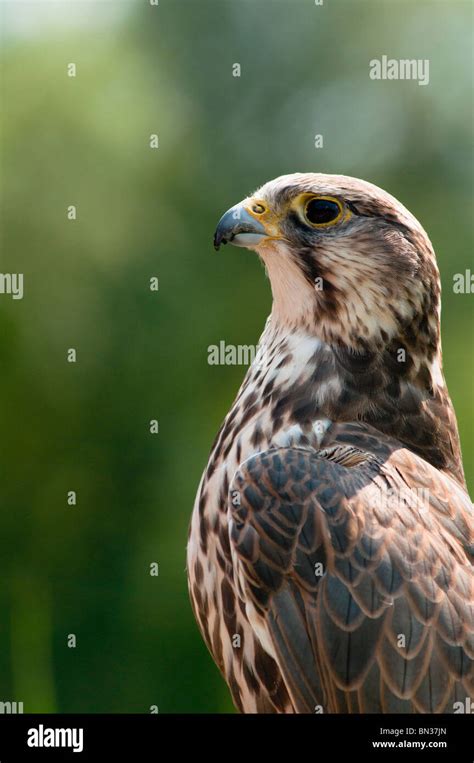 Female common Kestrel Stock Photo - Alamy