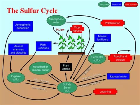 PPT - The Sulfur Cycle PowerPoint Presentation, free download - ID:6835424