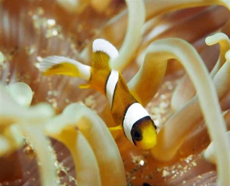 Clownfish - A-Z Animals