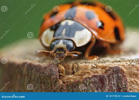 Macro Close Up Shot of a Ladybird / Ladybug in the Garden, Photo Taken ...