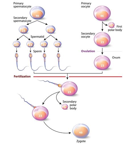 Diploid and Haploid Cells - Biology Wise