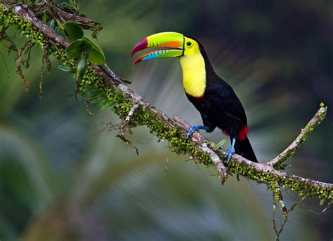 World Beautiful Birds : Keel Billed Toucan | Information & Lates Pictures