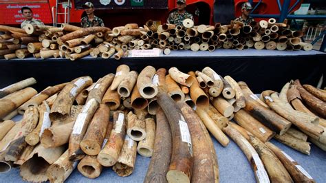 African ivory tusks worth $800,000 seized in Thailand | CTV News