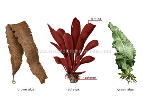 PLANTS & GARDENING :: PLANTS :: ALGA :: EXAMPLES OF ALGAE image ...