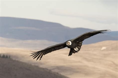 Andean Condor Flying