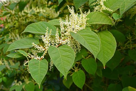 Japanese knotweed | Description, Invasive Species, Weed, History ...