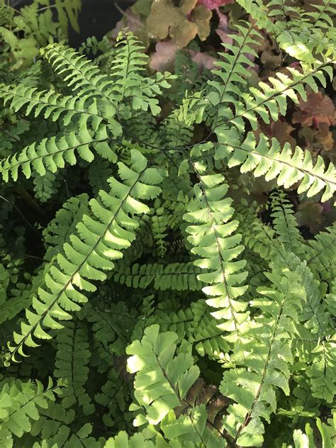 Northern Maidenhair Fern - Landscape Design, Installation, Maintenance ...