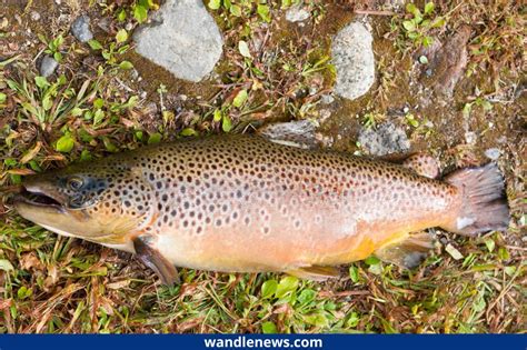 Brown Trout vs Rainbow Trout - What's the Difference?