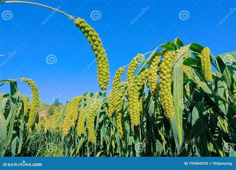 Millet field stock image. Image of food, land, field - 195860935