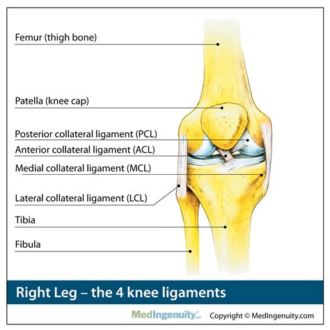 Back Left Knee Anatomy at Denise Williams blog