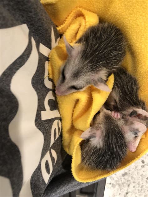 Sleepy babies : r/Opossums