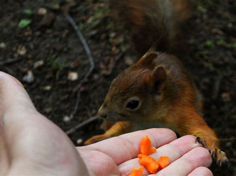 Squirrel Feeding Rodent - Free photo on Pixabay - Pixabay