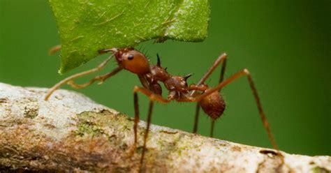 Leaf-Cutter Ants Obliterate Roses In Mesmerizing Time Lapse Video ...