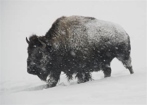 Ice Age Bison Fossils Found During Construction In San Diego | Nature ...